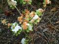 Azalea Petal Blight White 